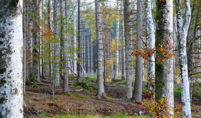 Obraz premium i bellissimi colori delle foreste autunnali