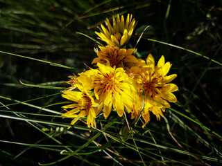 yellow flower on a black background