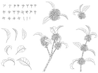 金木犀のイラストセット_線画