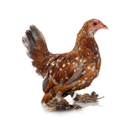 Booted Bantam in studio