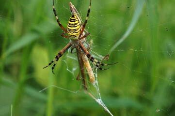 ショウリョウバッタを捕食するナガコガネグモ