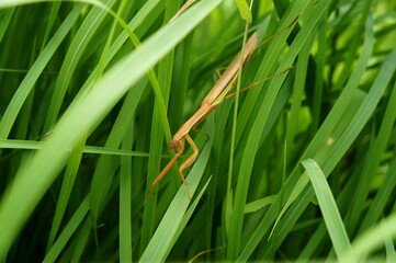 草むらに潜むオオカマキリ