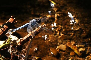 木にとまるシオカラトンボ