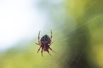 A spider on the web in autumn (summer) in the morning (macro photography)