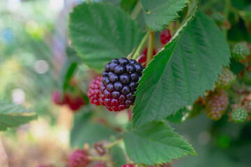 Blackberry berries ripen on a branch of a thornless blackberry bush in autumn, many red and black berries have grown in the garden
