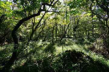 a lively dense forest in summer