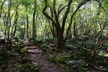 a refreshing summer forest with a path