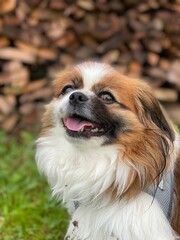 Kleiner Hund, Portr&auml;t von Vorne  vor einem Stapel Holz auf einer Wiese. Tibet Spaniel, Tibetan Spaniel, Shi Tzu, Pekinese, Pekingese, Landleben, Haustier, Spaziergang
