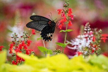 群生するチェリーセージには黒いアゲハチョウたちが集まってきます。アゲハチョウたちの自然の楽園。