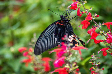 群生するチェリーセージには黒いアゲハチョウたちが集まってきます。アゲハチョウたちの自然の楽園。