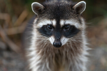 Naklejka na ściany i meble Raccoon looking at the camera. Wildlife photography. 