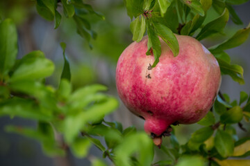 果物ですから食べられるのですが、最近は食べない観賞用としても栽培されるザクロ