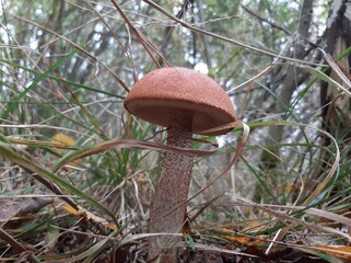 Orange-cap boletus