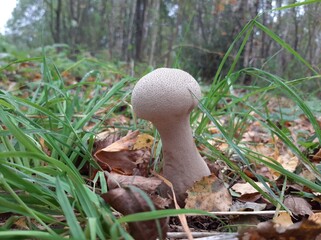 forest champignon