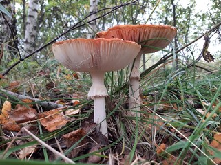 A couple of fly agarics