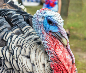 Bird domestic turkey, male portrait