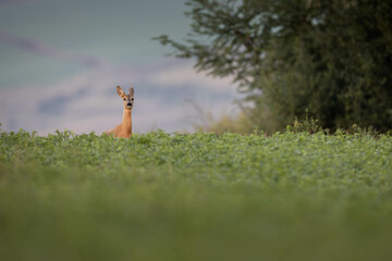 Roe deer Capreolus looking over green lucerne field
