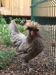 Grey colored crested chicken walking in a paddock fenced with a grid on the farm