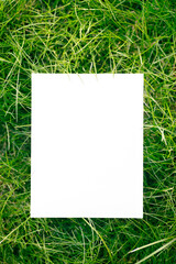 Top view of frame made of green garden grass and copy space on white background. Green leaves with paper card. Natural concept