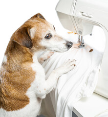 Creative hobby tailor sewing clothes design theme.  Dog looking side concentratedly and thoughtfully.  sews white T-shirt. Clothing designer tailor at work in creative process of making clothes. White