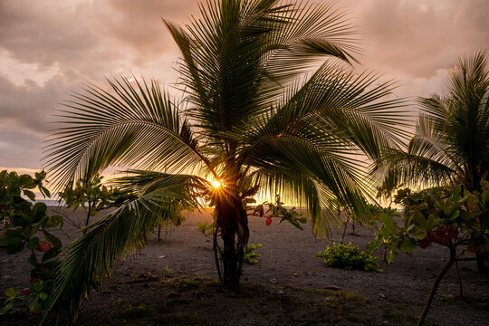 Sunset rays through a palm tree on a beach