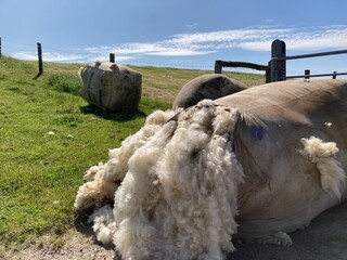 Schafwolle in Ballen
