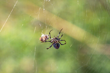 Spider sits on a spider cobweb. 
