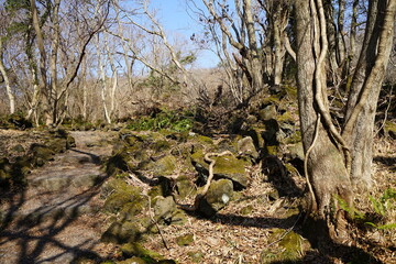 a dreary autumn forest with bare trees and vines