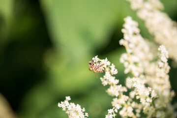  A bee collects nectar from white flowers  of Prunus lusitanica.