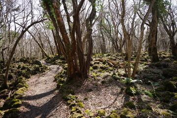 a dreary autumn forest with bare trees and vines