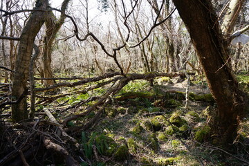 a dreary autumn forest with bare trees and vines