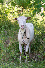 White goat standing on grass