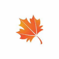 Fototapeta premium Maple leaf vector illustration design template