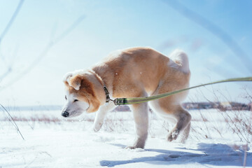 Akita Inu puppy in a snow field in a funny pose shakes off the snow in the afternoon. Dog games on the fresh air. Walking dog on the leash