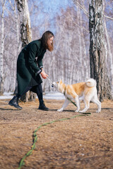 Akita Inu dog puppy with a green leash plays with a rope toy with a woman in a dark green coat in the autumn birch forest in the afternoon. Bond of dog and it's master