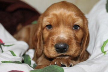 portrait of a spaniel puppy