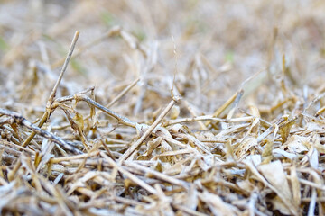 Dried Plants and Grass due to Summer Drought.