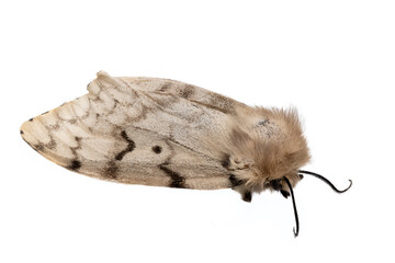 Dead light brown moth lies on his back with his feet on