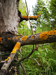 tree in the forest