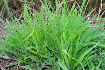 green grass with dew drops