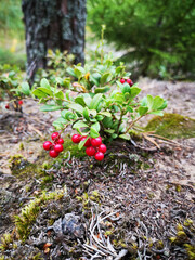 red berry in the forest © Александра Чупрынина
