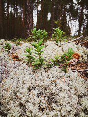 autumn in the forest