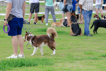 Naklejka na ściany i meble Man and Border Collie dog in the foreground. People with German Shepherd, Beagles and Labradors behind. Pets. Summertime. Outdoors. Blurred motion, defocus, noise, grain effect.