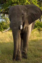 Clsoe up of African Bush Elephants walking on the road in wildlife reserve. Maasai Mara, Kenya, Africa.