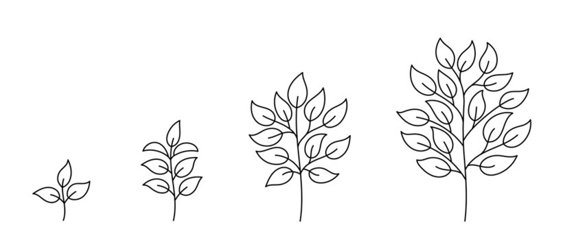 Tree growth stages. Seedling development stage. Animation progression infographic. Vector contour line. Open paths. Editable stroke. Plant life process.