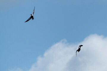 Two ducks fly against a blue sky