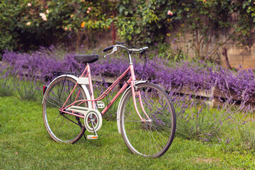 Fototapeta na wymiar Bicycle on a background of blooming lavender