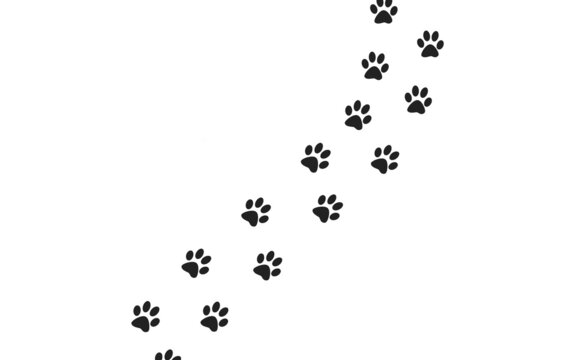 black animal tracks on a white background