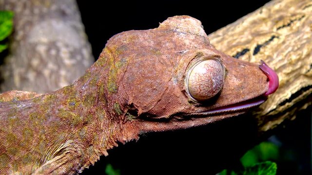 Henkel's leaf-tailed gecko (Uroplatus henkeli), lizard with camouflage color on a tree branch