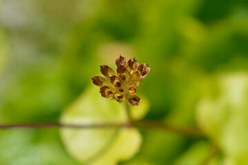 Marsh Marigold